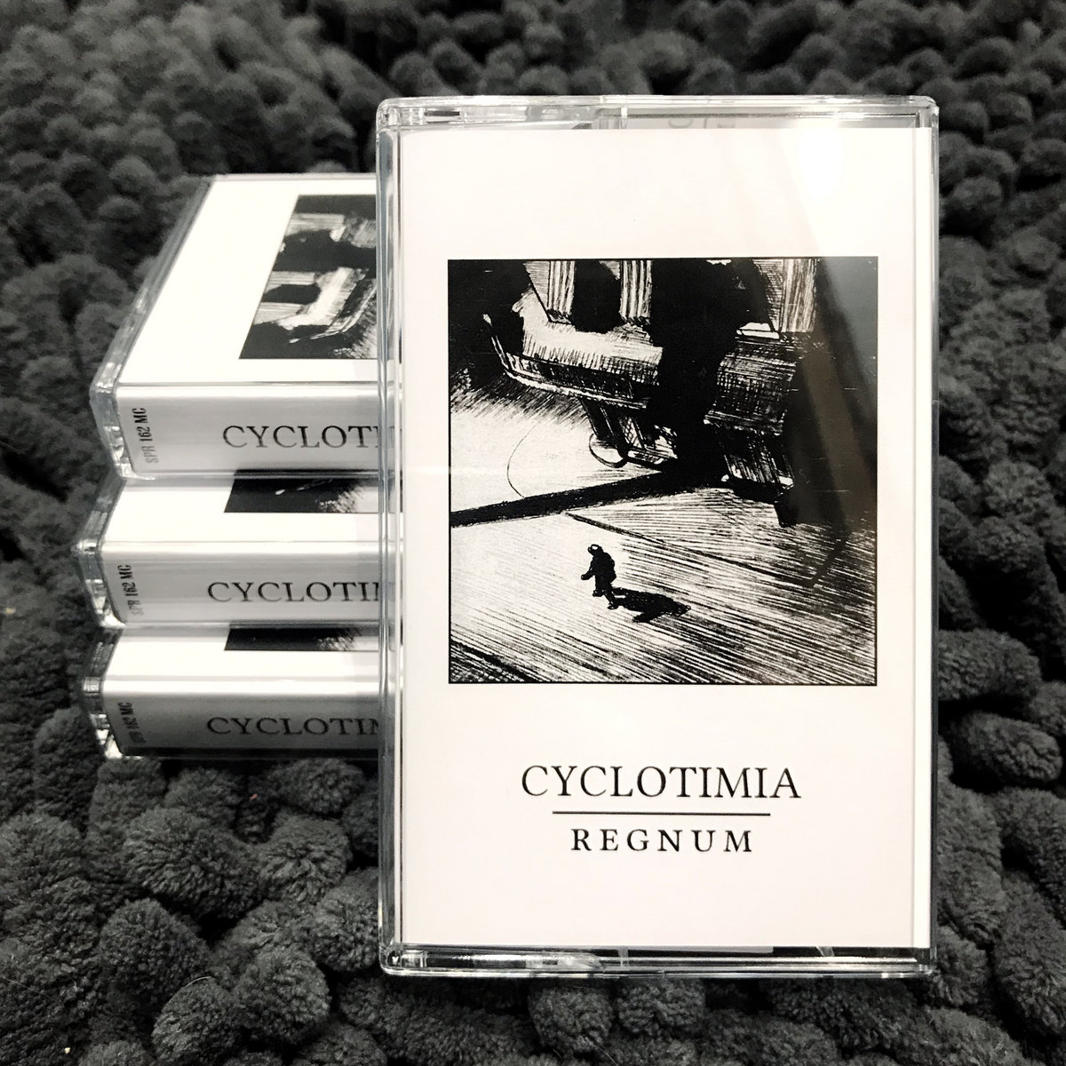  Cyclotimia 'Regnum' 
